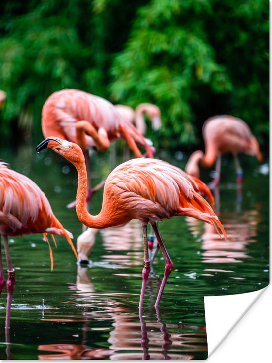 PosterMonkey - Poster - Cadre photo - Vogel - Water - Flamingo - Tropical - Animaux - 60x80 cm - Affiche sous cadre - Affiche flamant rose - Photo avec cadre - Affiche avec cadre