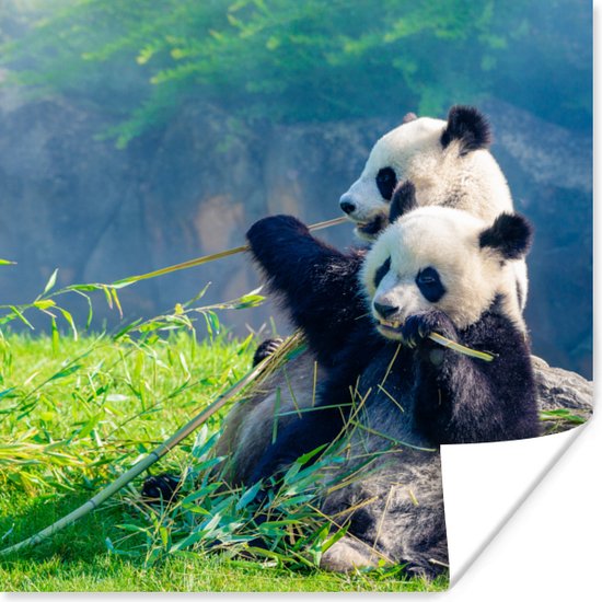 Poster Panda - Bamboe - Gras - Dieren - 30x30 cm