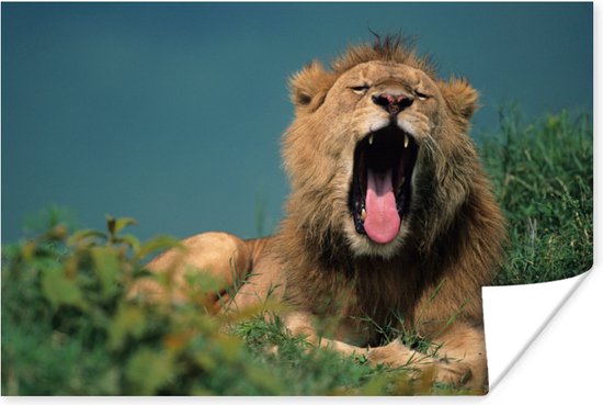Gapende leeuw Poster 120x80 cm - Foto print op Poster (wanddecoratie woonkamer / slaapkamer) / Wilde dieren Poster