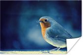 Roodborst op een blauwe achtergrond Poster 180x120 cm - Foto print op Poster (wanddecoratie woonkamer / slaapkamer) / Vogels Poster XXL / Groot formaat!