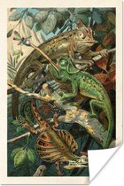 Affiche Vintage - Reptiles - Plantes - 20x30 cm