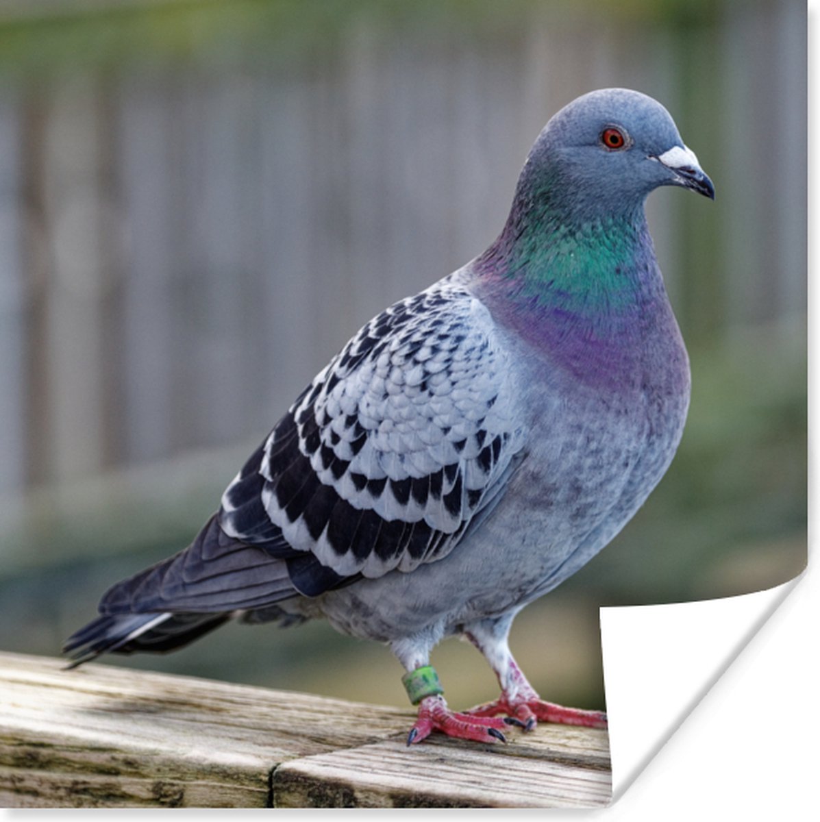 Poster Duif - Vogel - Paars - Veren - 75x75 cm