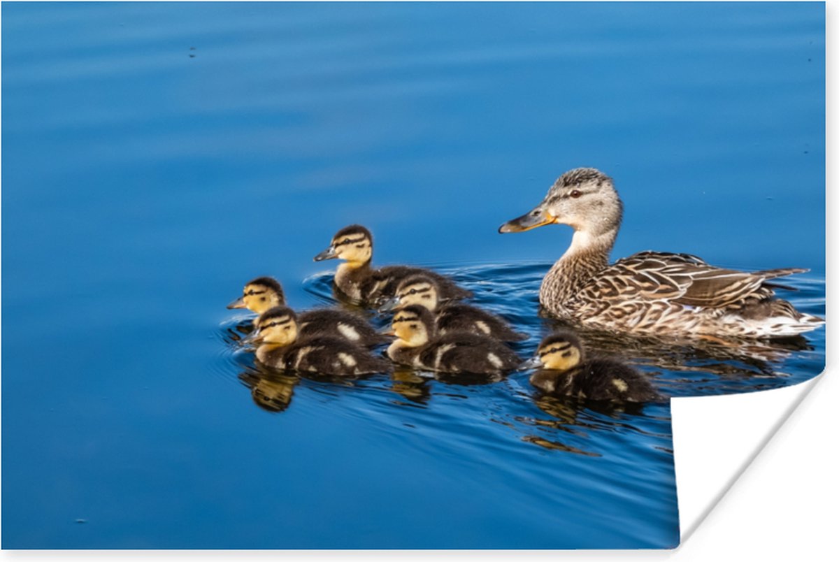 Poster Eend - Water - Vogel - Bruin - 60x40 cm