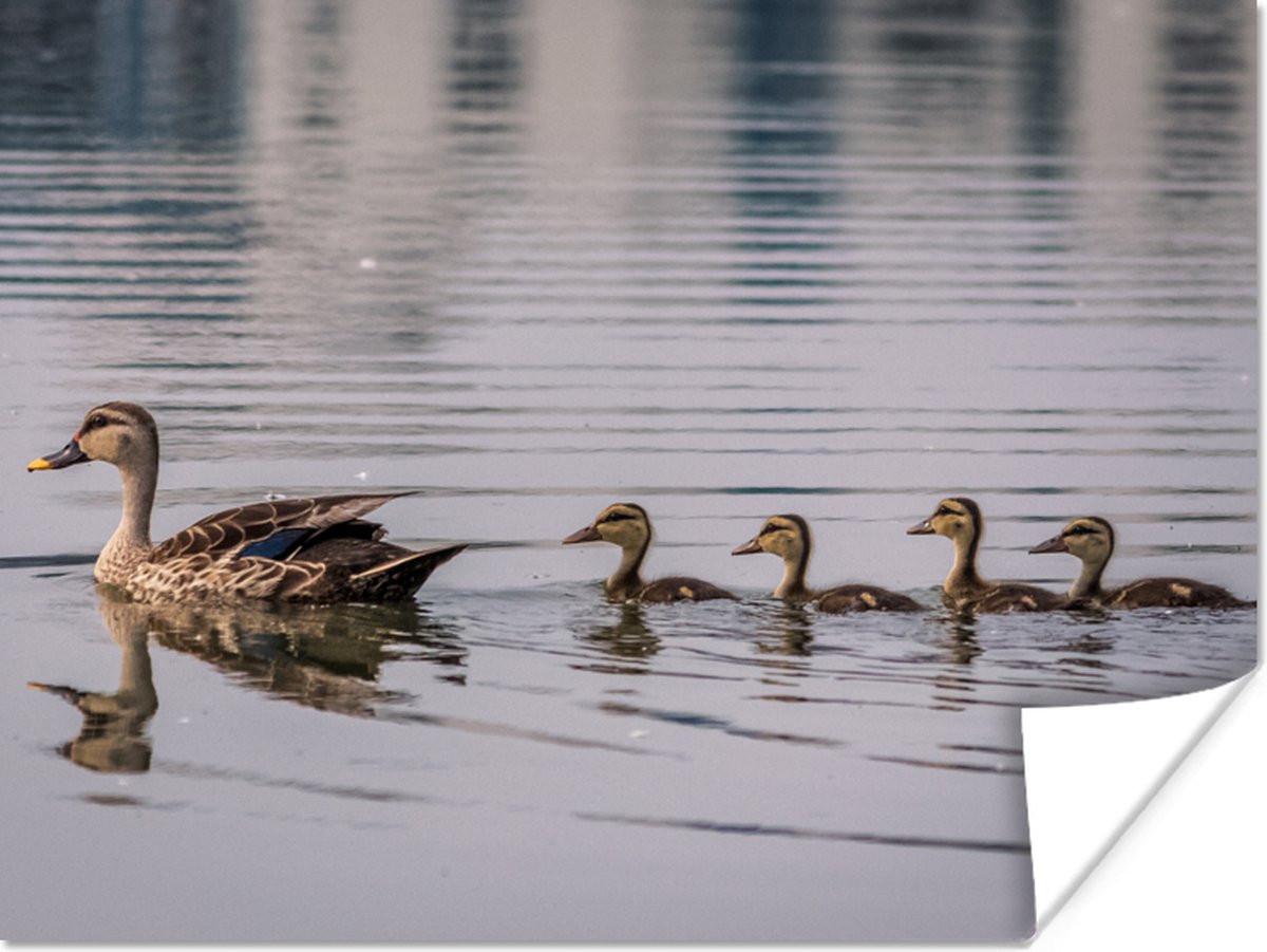 Poster Eend - Water - Vogel - Bruin - 40x30 cm