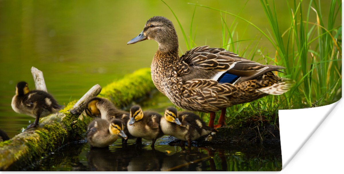 Poster Eend - Vogels - Water - Tak - Mos - 80x40 cm