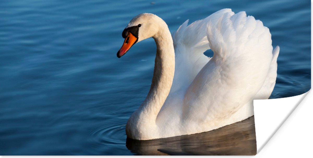 Poster Zwaan - Water - Vogel - Wit - 150x75 cm