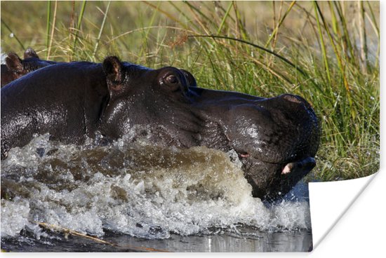 Nijlpaard richting het droge Poster 90x60 cm - Foto print op Poster (wanddecoratie)
