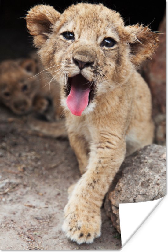 Leeuwenwelp steekt zijn tong uit Poster 40x60 cm - Foto print op Poster (wanddecoratie woonkamer / slaapkamer) / Wilde dieren Poster
