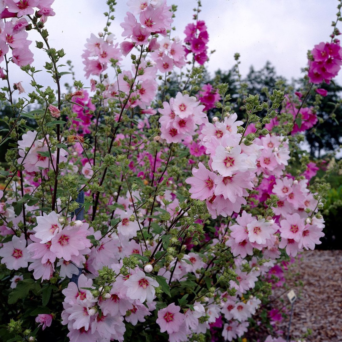 12 x Struikmalva Barnsley Roze|Wit - Vaste Plant Winterhard - Lavatera 'Barnsley' in C2(liter) pot met hoogte 10-30cm