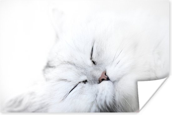 Witte kat op witte achtergrond van dichtbij 30x20 cm - klein - Foto print op Poster (wanddecoratie woonkamer / slaapkamer)