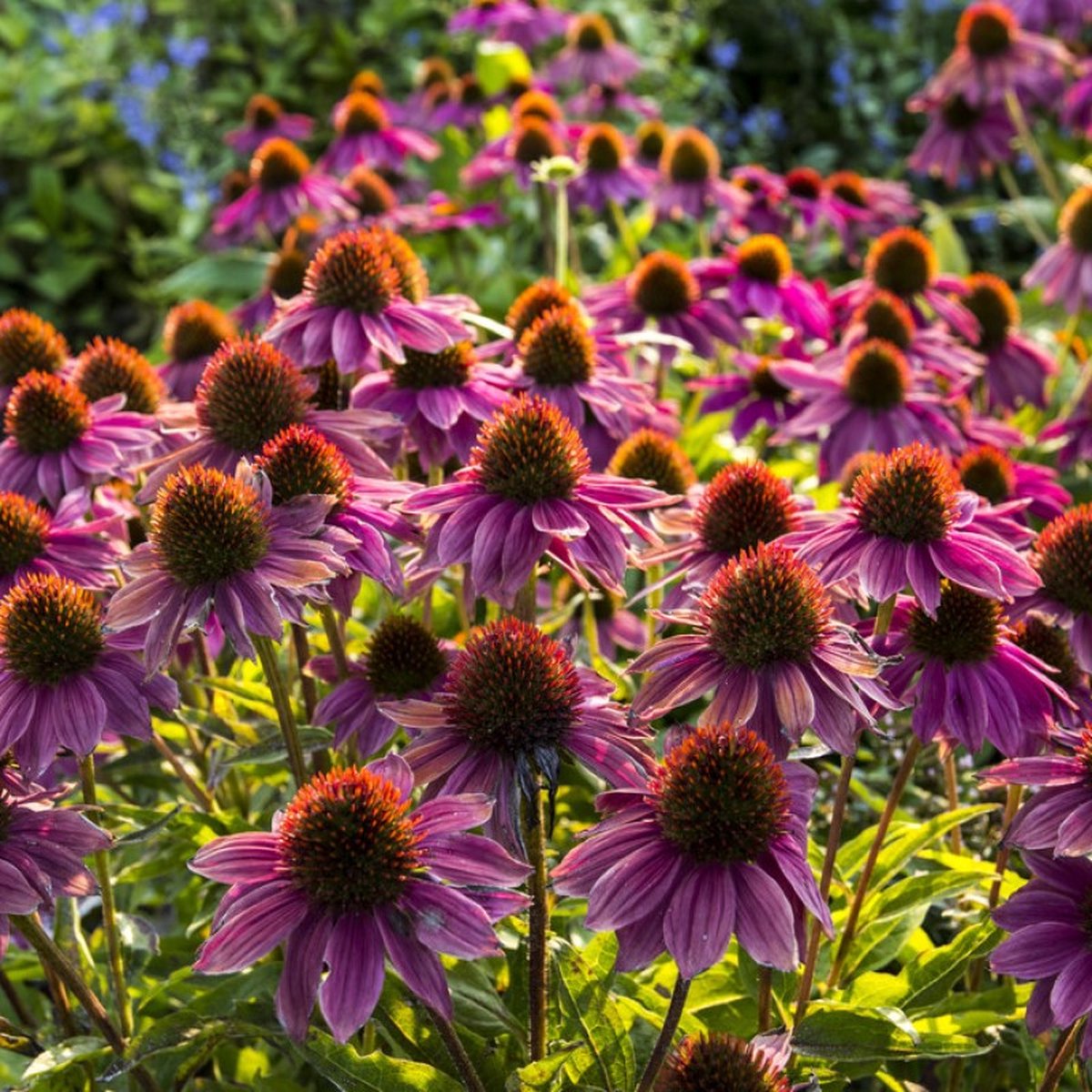 25 x Roze Zonnehoed Fatal Attraction - Bloeiende Winterharde Tuinplant - Echinacea Fatal Attraction in 9x9 pot met hoogte 0-10cm