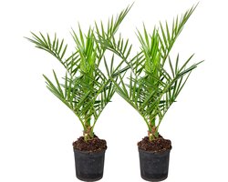 Bloomique - Set van 2 - Phoenix Canariensis - Canarische Dadelpalm - Palmboom Winterhard - Tuinplanten - Hoogte 50-70 cm - Pot 15 cm