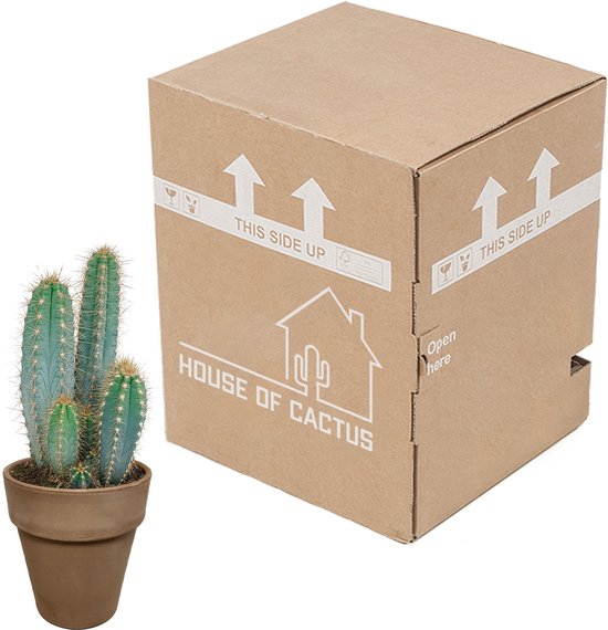 Cactus - Pilosocereus Azureus hauteur 27cm pot 12cm