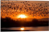 Acrylglas - Dieren - Vogels - Planten - Zonsondergang - Water - 75x50 cm Foto op Acrylglas (Met Ophangsysteem)