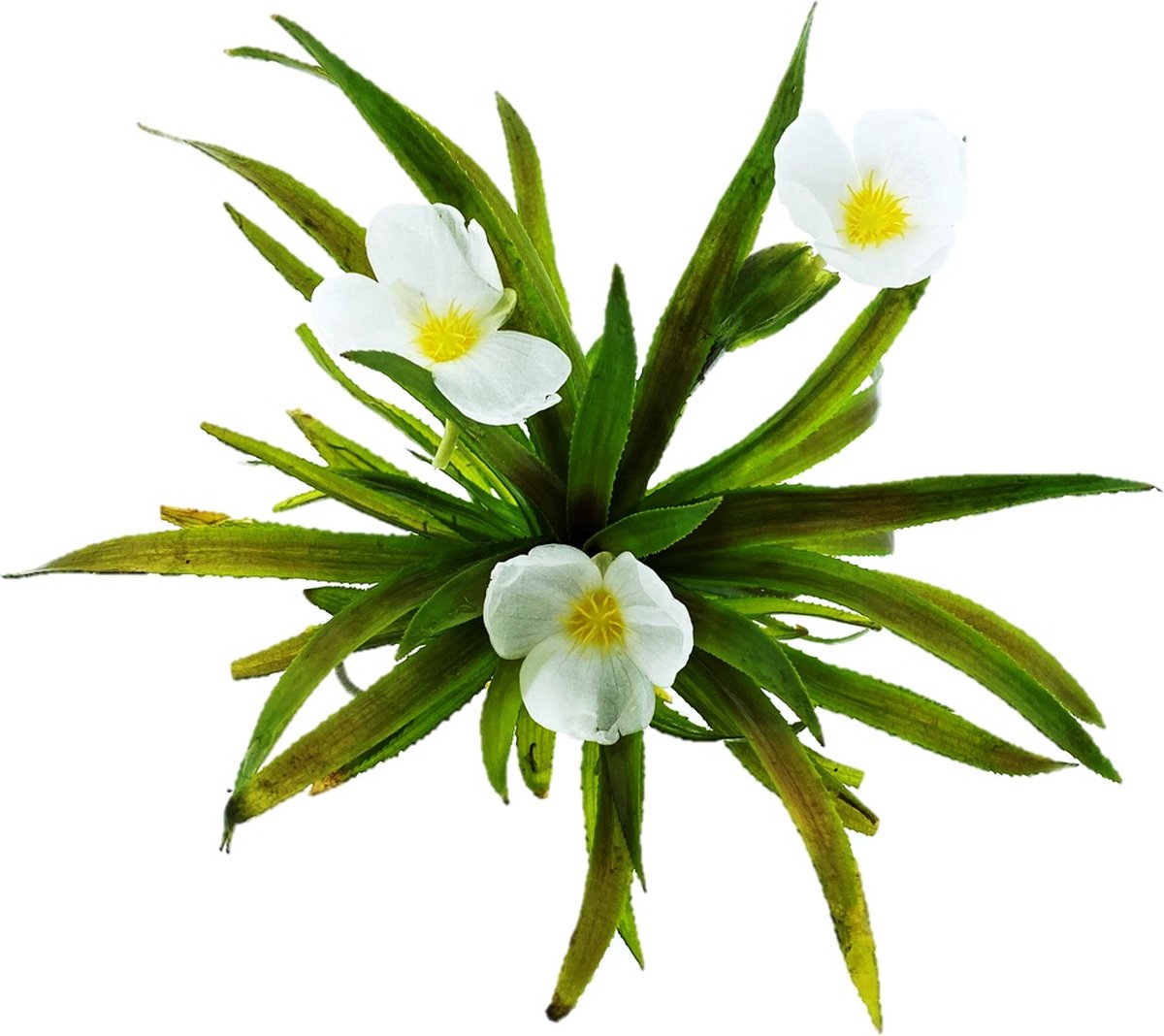 vdvelde.com - Krabbenscheer 5 stuks (Stratiotes aloides) - Drijvende zuurstofplant en watersoldaatje - Voor helder vijverwater en minder algen - Winterhard