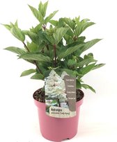 Plant in a Box - Hydrangea paniculata Early Harry - Pluimhortesia - Pot 19cm - Hoogte 25-40cm