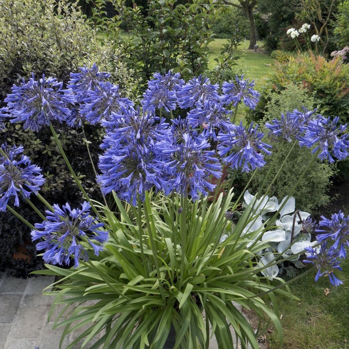 12 x Afrikaanse Lelie Blauw|Paars - Tuberoos of Kaapse Lelie - Agapanthus africanus in 9x9cm pot met hoogte 0-10cm