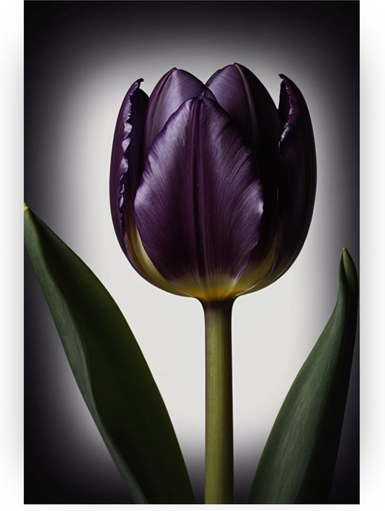 Paarse tulp schilderij - Tulp glasschilderij - Muurdecoratie natuur - Klassiek schilderijen - Schilderijen plexiglas - Woondecoratie - 40 x 60 cm 5mm