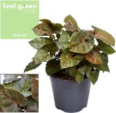 Plantenboetiek.nl | Syngonium Maria Feel Green - Kamerplant - Hoogte 25cm - Potmaat 14cm