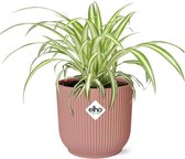 Plantenboetiek.nl | Chlorophytum Comosum Variegatum in ELHO Vibes Fold roze - Kamerplant - Hoogte 10cm - Potmaat 14cm