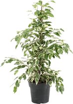 Plantenboetiek.nl | Ficus Benjamina Twilight - Kamerplant - Hoogte 70cm - Potmaat 17cm