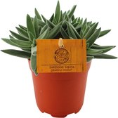 Plantenboetiek.nl | Crassula Tenelli - Kamerplant - Hoogte 15cm - Potmaat 10,5cm
