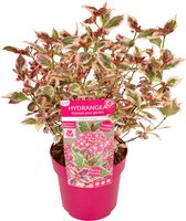Plant in a Box - Hydrangea 'Euphorbia Pink' - Roze - Hortensia - Potmaat 19cm - Hoogte 40-50 cm