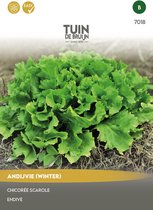Tuin de Bruijn® zaden - Winterandijvie, breedbladig - 1,2 gram zaden