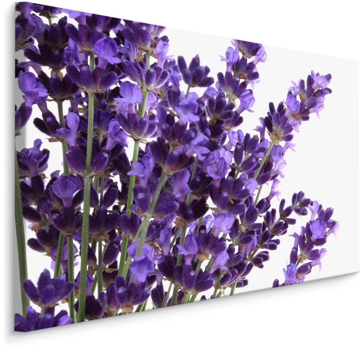 karo-art Schilderij - Close up van Lavendel, Paars, Premium Print Multikleur