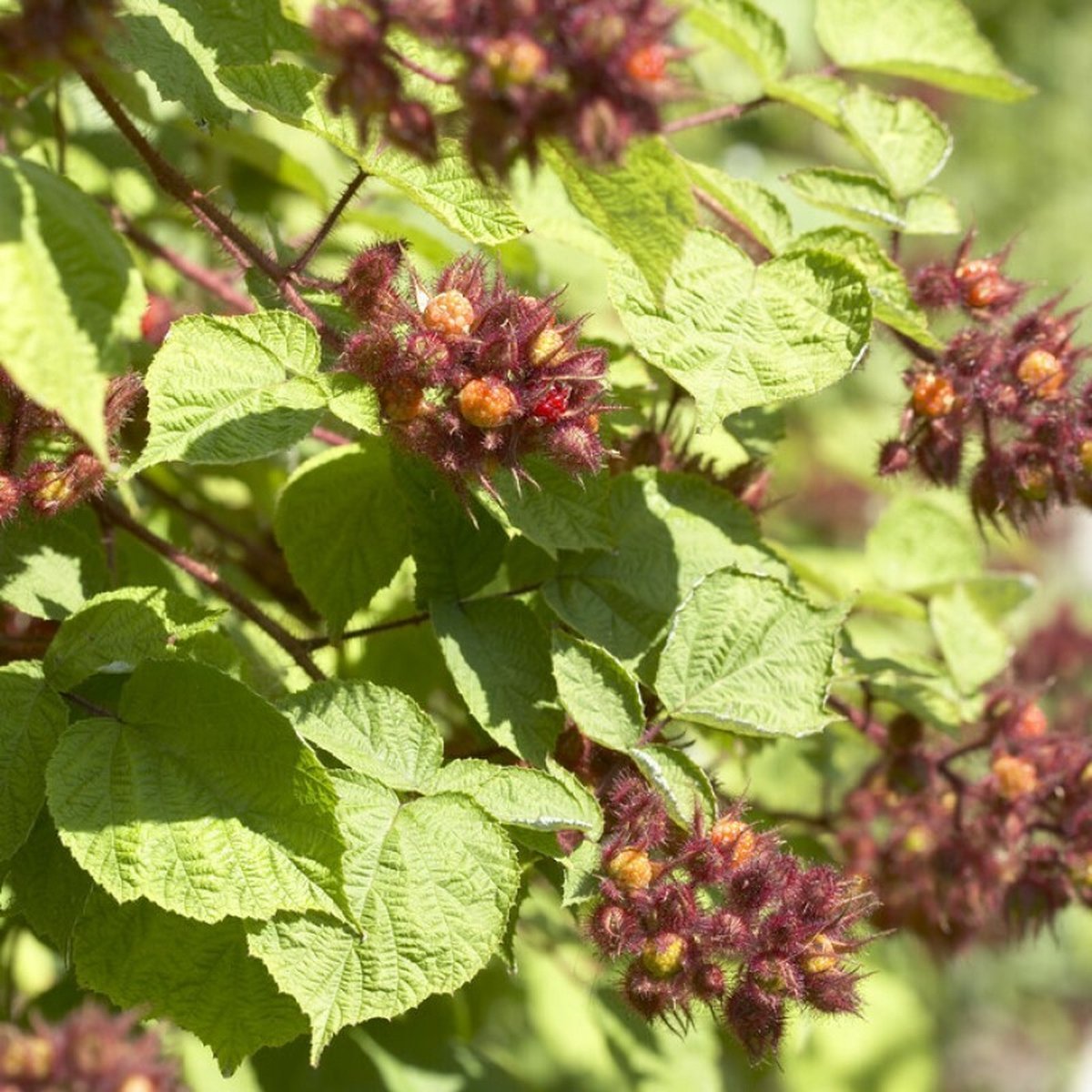 12 x Japanse Wijnbes - Winterharde Klimplant Fruitplant - Rubus 'Phoenicolasius' in C2(liter) pot met hoogte 50-60cm