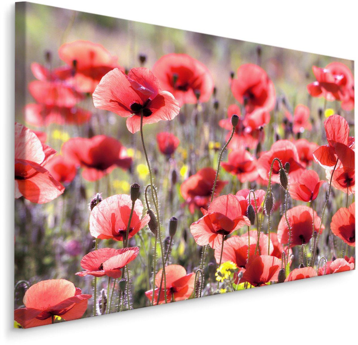 karo-art Schilderij - Veld met Klaprozen , Wanddecoratie , Premium print Multikleur
