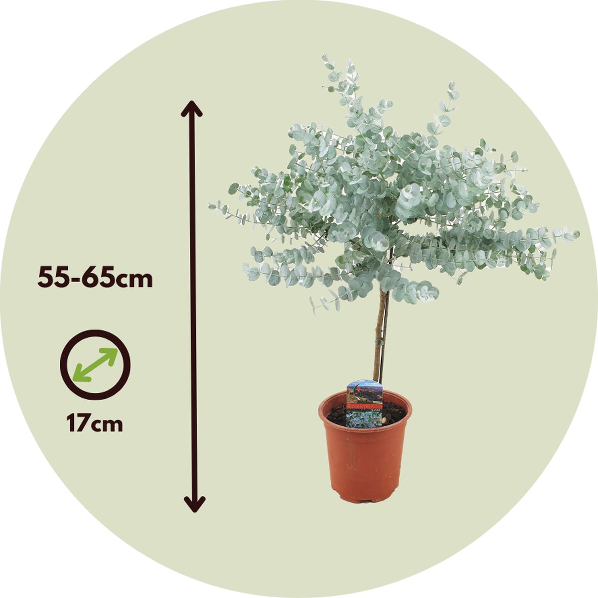 Winterharde Eucalyptus op stam - Eucalyptus gunnii 'Azura