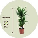 Yucca Elephantipes | Palmlelie 150cm kopen