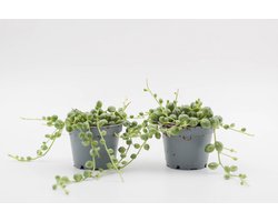 Ikhebeencactus | Senecio Rowleyanus variegata | variegata string of pearls | zeldzame hangplant | Set van 2 stuks | 6 cm pot