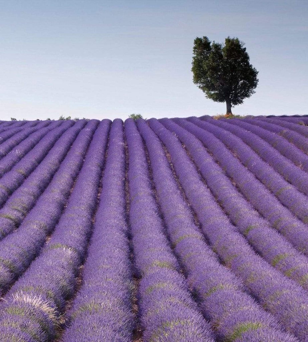 Fotobehang - Lavender Field 225x250cm - Vliesbehang
