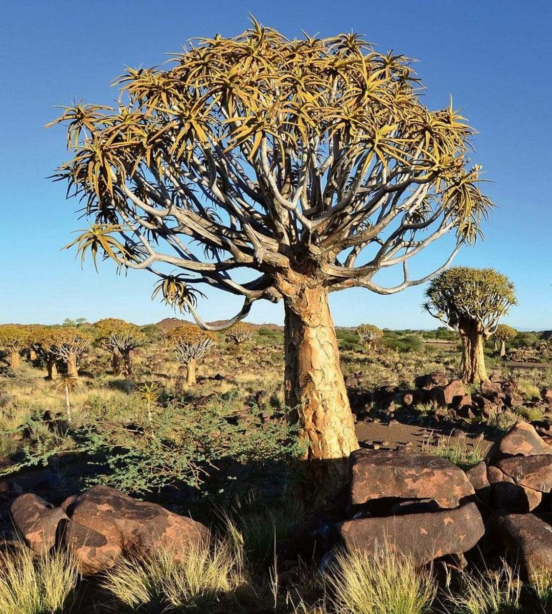Fotobehang - Namibia 225x250cm - Vliesbehang