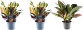 Trendyplants - Croton mix - 3x Croton Codiaeum - Hoogte - 20-40 cm - Potmaat Ø12cm