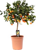 Trendyplants - Citrus Calamondin - Sinaasappelboom - Tuinplant - Hoogte 70-90 cm - Potmaat Ø22cm