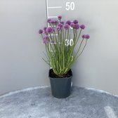 Allium schoenoprasum C2 cm