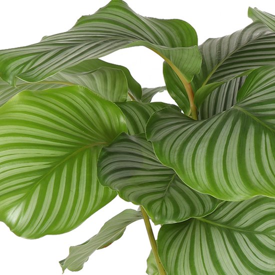 FLORASELF Pauwenplant Calathea orbifolia potmaat 21 cm H 80-85 cm kopen