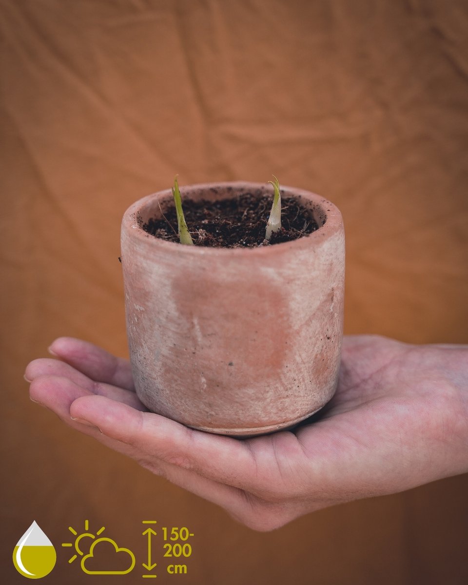 Grow your ownn kweekset - Dracaena Draco (Drakenbloedboom) - Kamerplant Kweekset