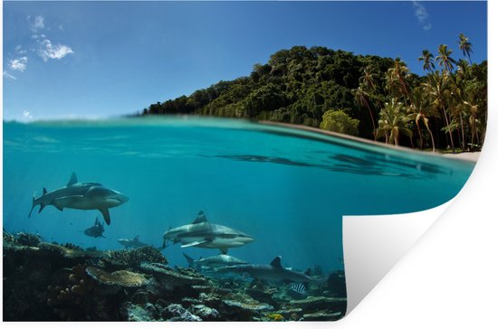 Stickers muraux - Film autocollant - Corail - Requins - Mer - 90x60 cm - Film adhésif - Stickers muraux muraux Chambre d'enfant - Papier peint autocollant - Papier peint autocollant - Film autocollant