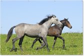 Muurdecoratie Paarden - Dieren - Gras - 180x120 cm - Tuinposter - Tuindoek - Buitenposter