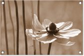 Tuindecoratie Bloem van anemoon sepia fotoprint - 60x40 cm - Tuinposter - Tuindoek - Buitenposter