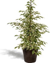 Ficus benjamina Twilight met mand Igmar - Potmaat 21cm - Hoogte 95cm