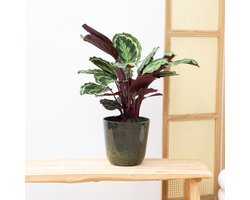 Calathea Medaillon - 70cm