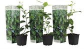 Plant in a Box - Citrus aurantifolia Limoen - Citroenboom - Set van 3 - Pot 9cm - Hoogte 25-40cm - Kuipplant