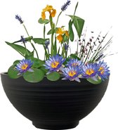 vdvelde.com - Mini Vijver Schaal met Planten Set - Blauw - Voor 25 - 100 L - Complete mini vijverset - Plaatsing: -10 tot -20 cm