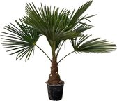 Buitenpalm – Waaierpalm (Trachycarpus) – Hoogte: 90 cm – van Botanicly