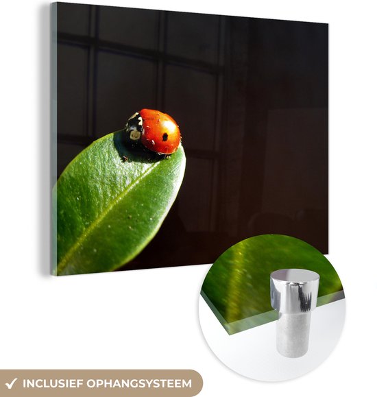 MuchoWow® Glasschilderij 160x120 cm - Schilderij acrylglas - Lieveheersbeest blad zwarte achtergrond - Foto op glas - Schilderijen